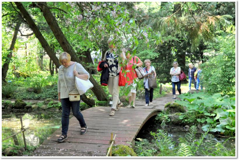 Przez Japoński ogród, po mosteczku pod chusteczkowe drzewo